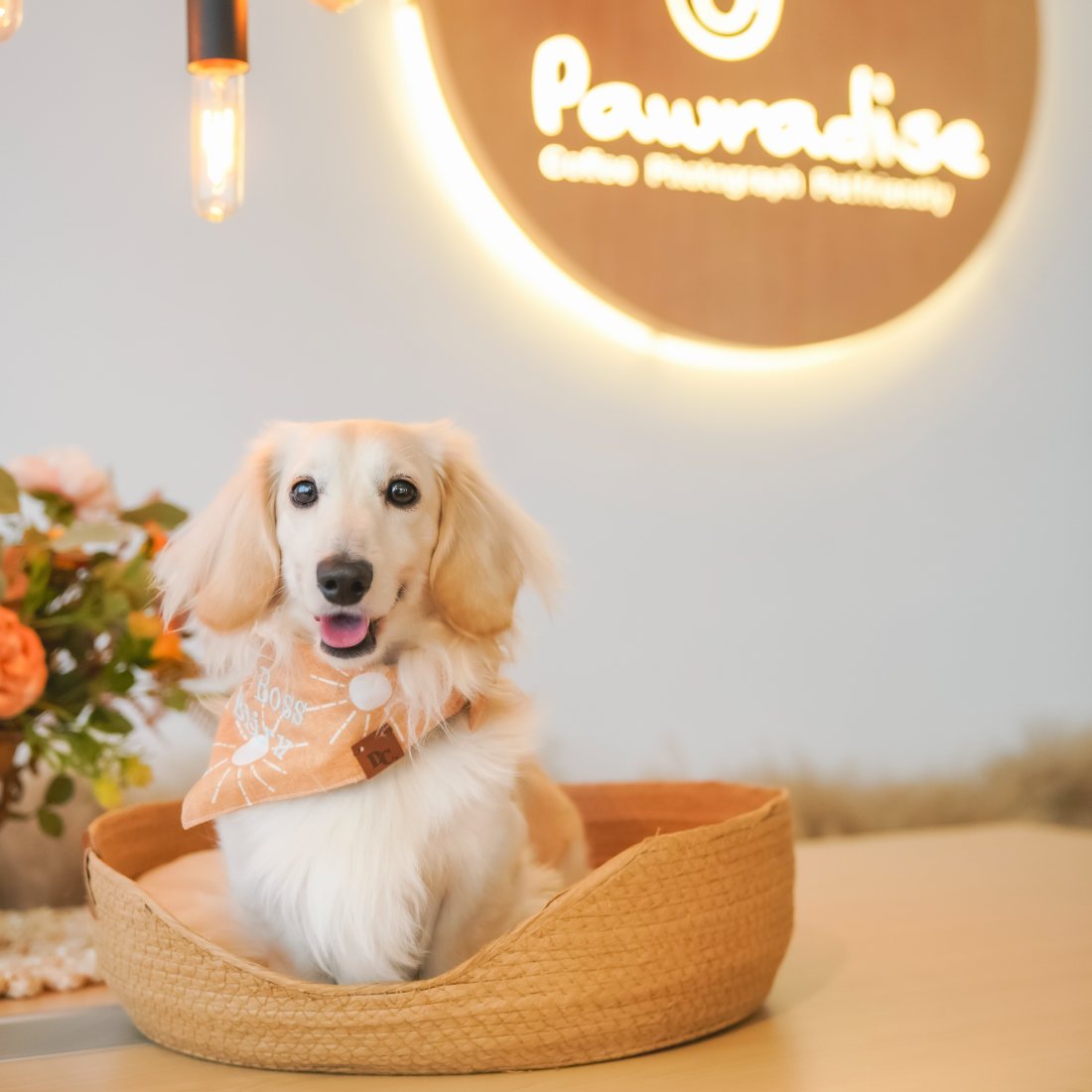 Pawradise 臘腸犬